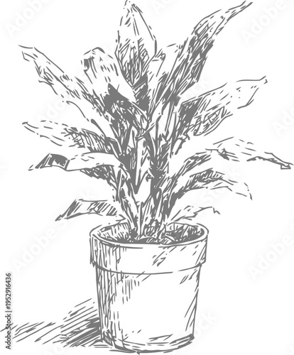 Hand drawn potted houseplant sketch with broad leaves in a textured flowerpot illustration