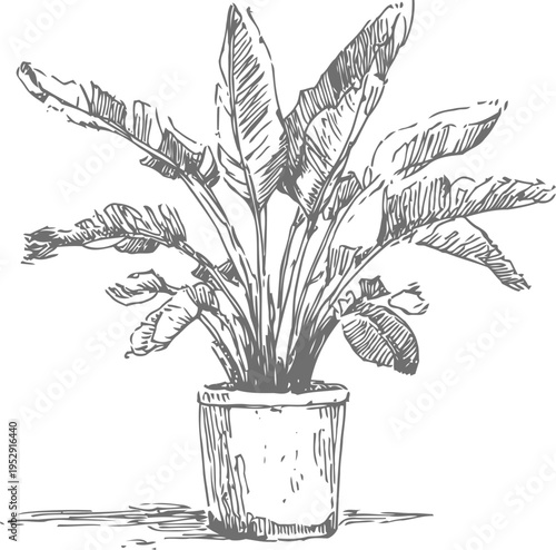 banana plant in pot illustration hand drawn tropical houseplant sketch with large leaves indoors