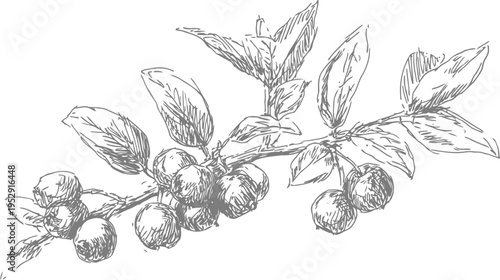 Black and white hand drawn branch with berries and leaves vintage botanical sketch with detailed engraving flora