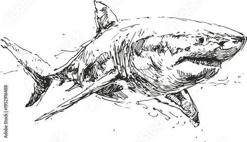 Great white shark sketch ocean predator fish with sharp teeth marine wildlife illustration in black ink