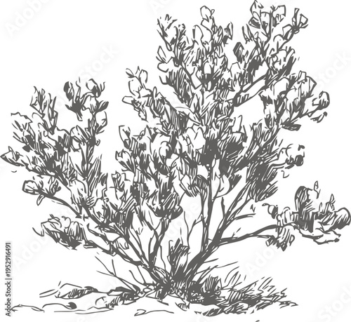 Wild desert bush with detailed branches and leaves line art illustration isolated on white background