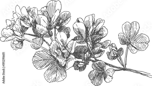 Detailed botanical illustration of a flowering branch with intricate leaves and blossoms in monochrome