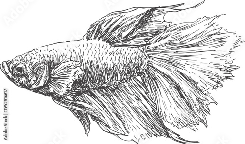 Detailed hand drawn betta fish illustration with flowing fins and textured scales ink sketch