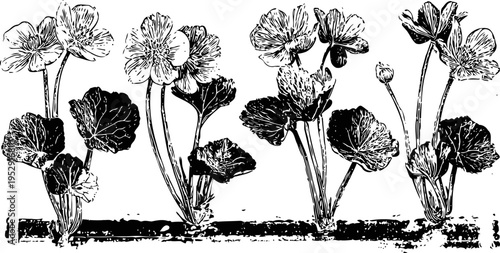 vintage botanical illustration of flowering plants with detailed leaves and stems in monochrome