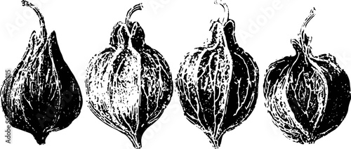 physalis fruit husks set detailed black and white botanical illustration of four decorative husks in various views