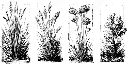Four different types of wild grasses with detailed leaves and seed heads, botanical black ink illustrations