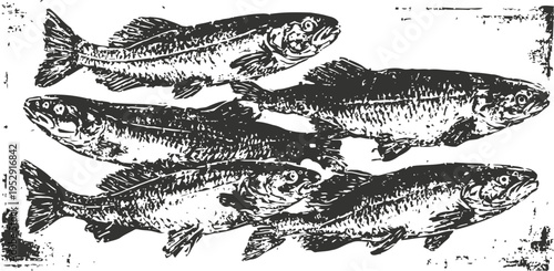 vintage illustration of five trout fish aligned horizontally with detailed scale patterns