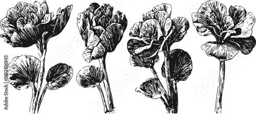 vintage botanical illustration of four blooming sweet pea flowers with leaves in black and white