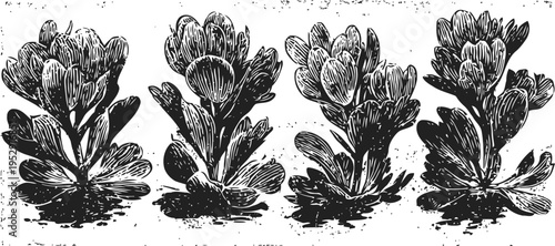 vintage botanical illustration of four blooming medicinal herbs with detailed leaves and flowers