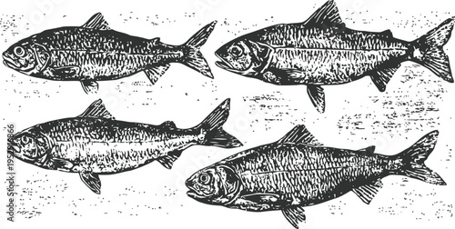 Vintage engraved illustration of four different fish species in black and white line art
