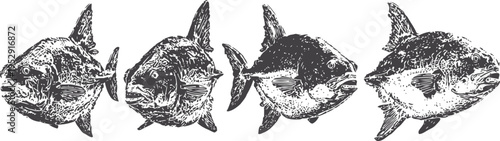 four black and white rough fish sketches swimming in a row, hand drawn aquatic illustration