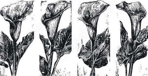 four vintage black and white calla lily flower illustrations with leaves and stems