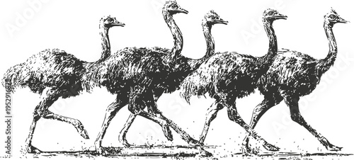 group of ostriches walking in a line large flightless birds with long necks and legs