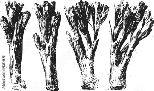 hand drawn celery stalks set with detailed texture botanical illustration of fresh vegetable bunches isolated
