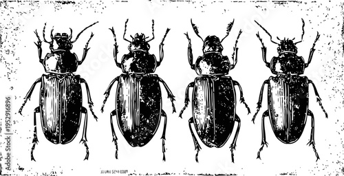 Four detailed black and white beetle illustrations in a row, vintage entomology drawing