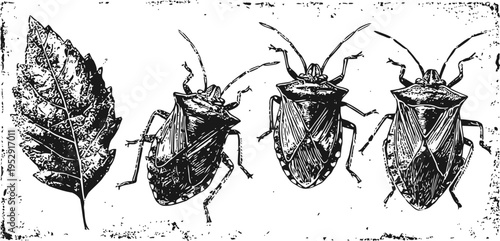 various views of a stink bug illustration with a leaf, line art entomology drawing insects nature