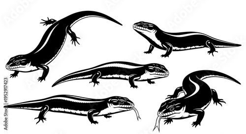 Set of Five Black and White Skinks or Lizards in Various Poses