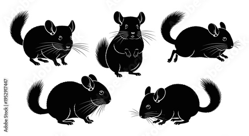 Set of Five Black Chinchillas Silhouettes in Various Poses