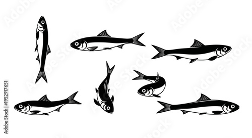 Set of Hand-Drawn Fish Illustrations, Black and White, Isolated on White Background
