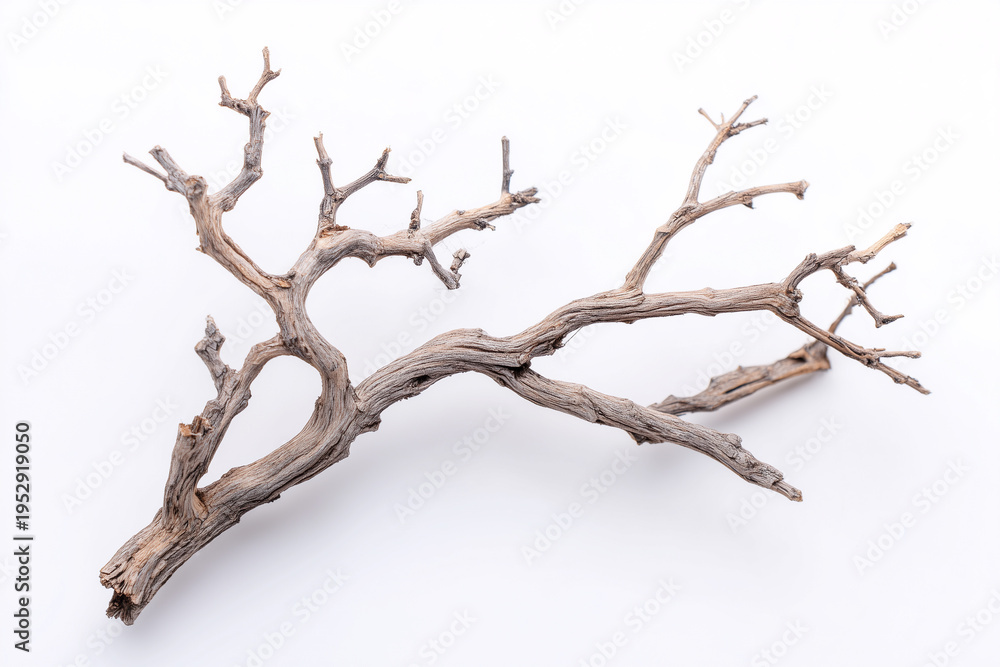 Fototapeta premium Dry branch with many small twigs on a plain background