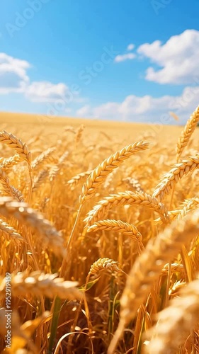 Golden wheat field under blue sky