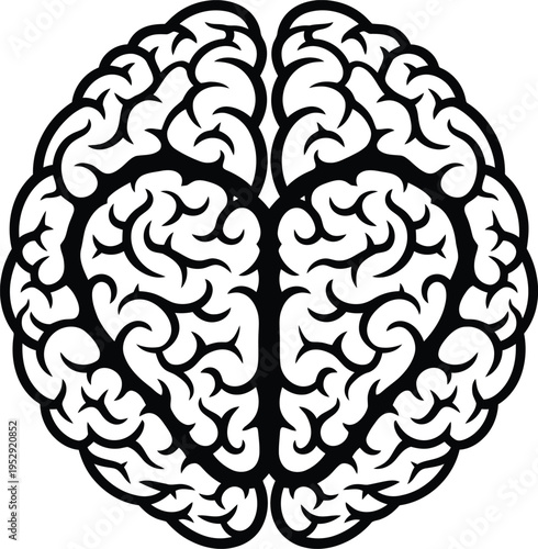 Detailed illustration of the human brain’s left and right hemispheres Vector
