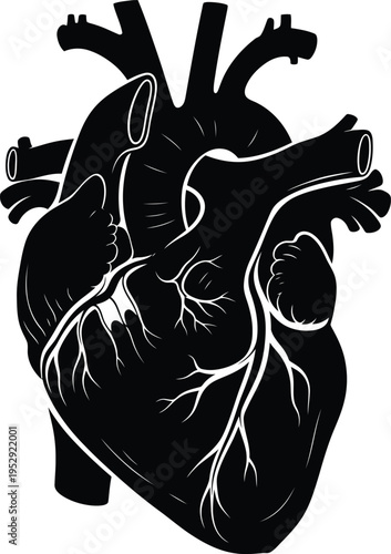 Anatomical illustration of the human heart showing internal structures and blood vessels Vector