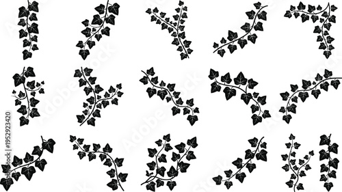Ivy leaves silhouette collection isolated on white background, climbing vine branches set, botanical decorative elements, nature foliage design, elegant greenery vector illustration bundle