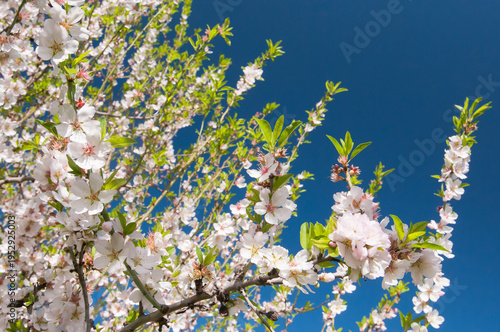 Schilderij op canvas Blooming almond trees in Sicily
