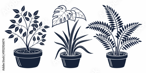 Three potted plants with different foliage and flowers