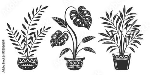 Three potted plants with different leaf shapes and sizes