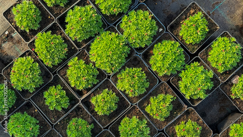 Top-down view of potted evergreen nursery shrubs in sunlit trays, fresh spring growth  ideal for gardening editorial, horticulture marketing, landscape design and social media