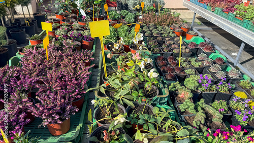Vibrant potted plants and succulents displayed at a garden center in bright natural sunlight, ideal for gardening blogs, ecommerce listings, lifestyle features, and horticulture editorial