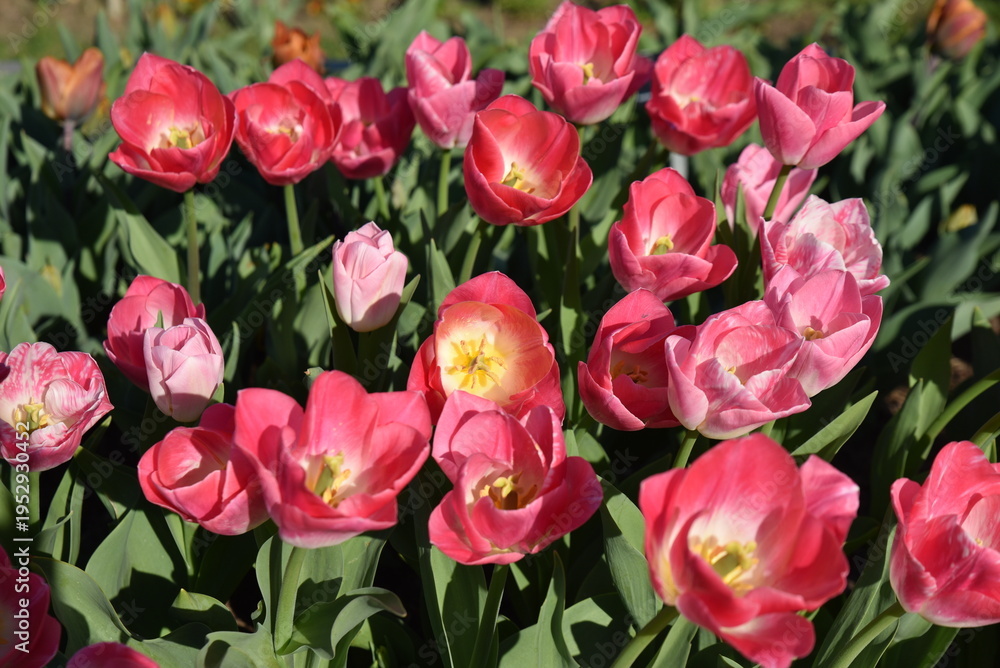 Obraz premium Tulipes&nbsp;roses&nbsp;au&nbsp;jardin&nbsp;au&nbsp;printemps