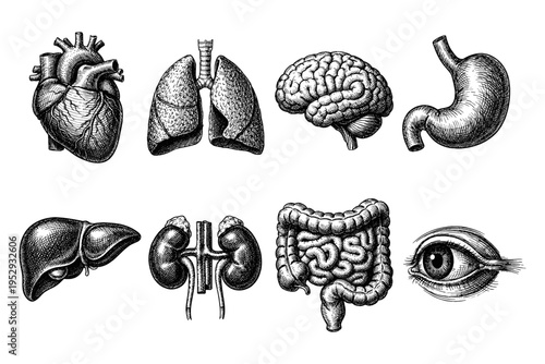 Vintage anatomical illustrations of human organs including heart, lungs, brain, stomach, liver, kidneys, intestines, and eye