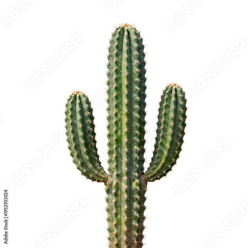 Isolated saguaro cactus on white background, showcasing its form and unique features