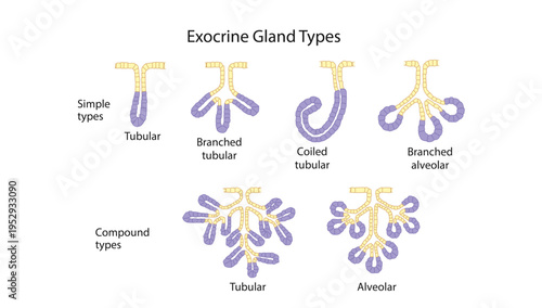 Exocrine Gland Types, Diagram illustrating different types of exocrine glands based on structure and secretion methods, including simple, compound, tubular, and acinar glands.