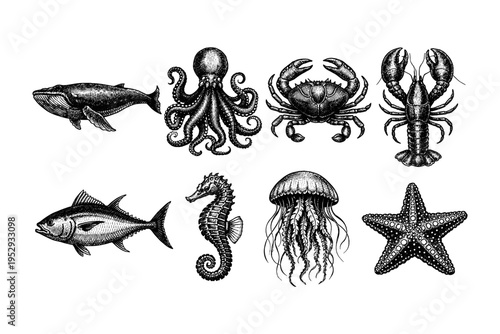 Vintage illustration of diverse marine life including a whale, octopus, crab, lobster, fish, seahorse, jellyfish, and starfish