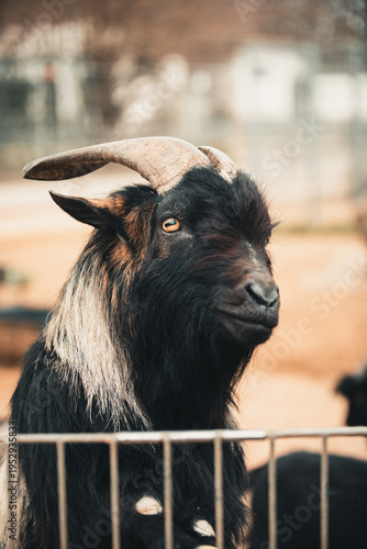 Goat in a zoo