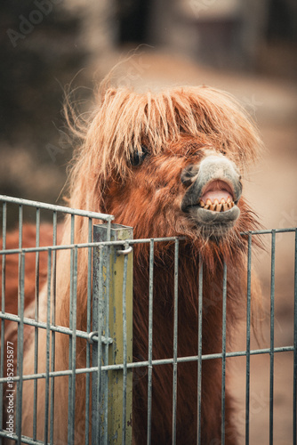 Small brown horse with grimacing horse