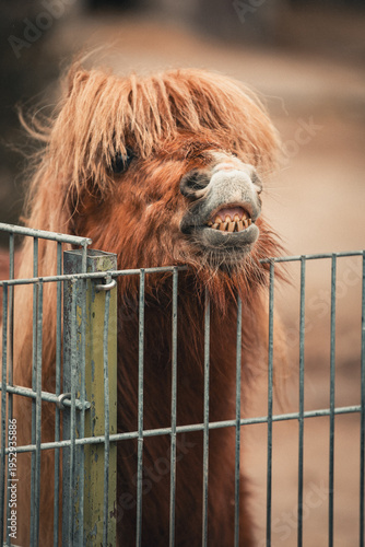 Small brown horse with grimacing horse