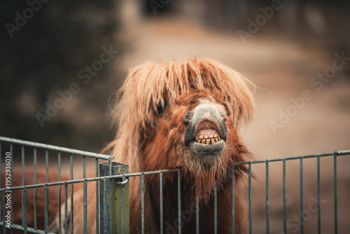 Small brown Horse with grimacing face