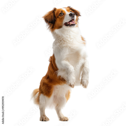 A dog is standing on its hind legs and looking up at the camera