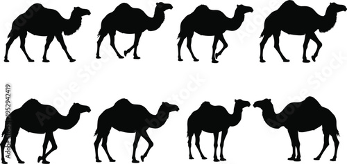 Camel silhouette walking in desert, dromedary vector animal, black camel clipart, camel shape illustration