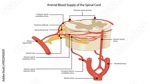Arterial Blood Supply of the Spinal Cord, including anterior and posterior spinal arteries, radicular arteries, and vertebral-basilar circulation.