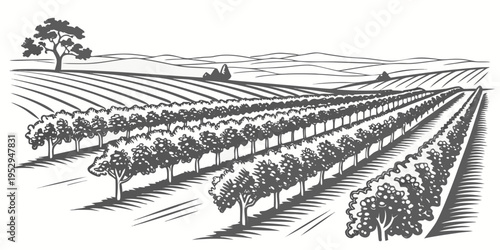 Black and white of vineyard with trees and hills wine