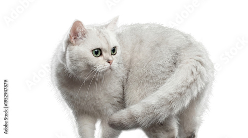 Foto Pristine silver chinchilla British Shorthair cat with bright green eyes, photographed on a transparent background