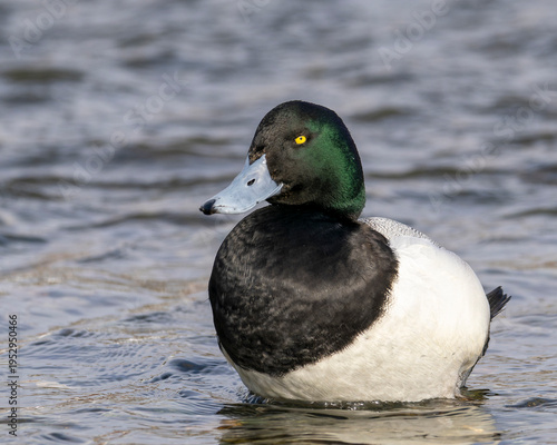 A male Scaup stands in rippling water, its glossy dark head, yellow eyes, and crisp black‑and‑white plumage sharply defined in the soft natural light.