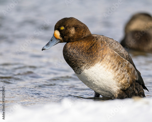 The female Scaup stands calmly in shallow water, showing soft brown plumage, a pale facial patch, and a bright yellow eye.
