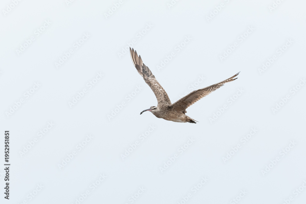Obraz premium Seabird Flying Against a Clean Blue Sky